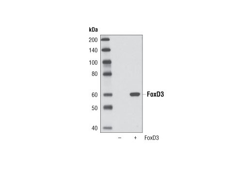 Western blot analysis of extracts from HeLa cells, untransfected or transfected with FoxD3, using FoxD3 (D20A9) Rabbit mAb.