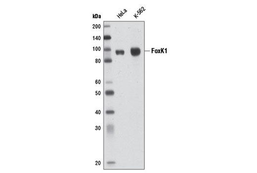Western blot analysis of extracts from HeLa and K-562 cells using FoxK1 Antibody.