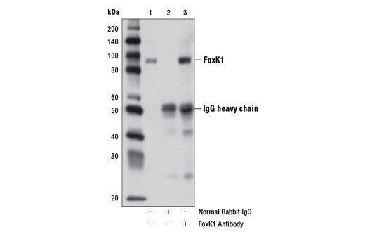 Immunoprecipitation of FoxK1 from HeLa cell extracts, using Normal Rabbit IgG #2729 (lane 2) or FoxK1 Antibody (lane 3). Lane 1 is 10% input. Western blot analysis was performed using FoxK1 Antibody.