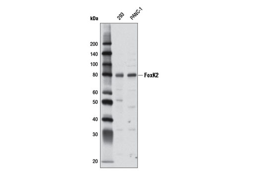Western blot analysis of extracts from 293 and PANC-1 cells using FoxK2 Antibody.