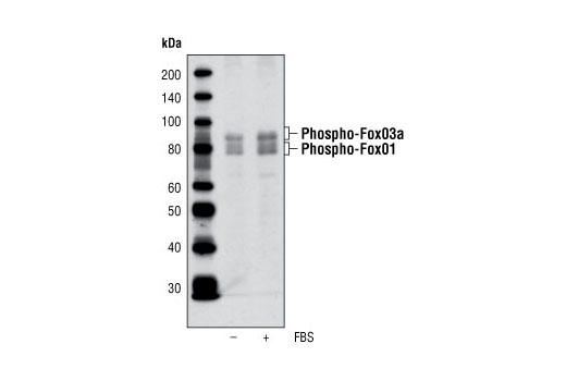 Western blot analysis of extracts from HT29 cells, serum starved or serum treated, using Phospho-Fox01 (Thr24)/Fox03a (Thr32) Antibody.