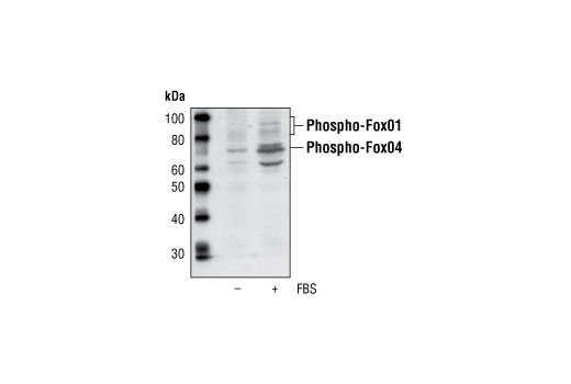 Western blot analysis of extracts from Cos cells, serum-starved or with serum treatment, using Phospho-Fox04 (Ser193) Antibody.
