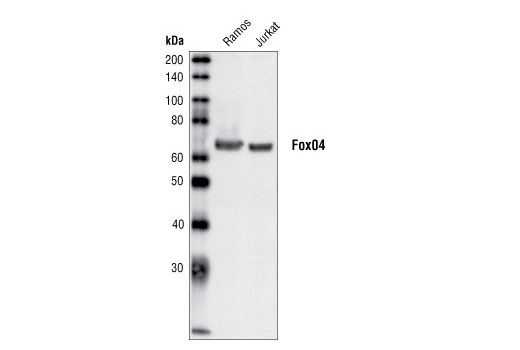 Western blot analysis of extracts from Ramos and Jurkat cells, using Fox04 Antibody.