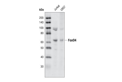 Western blot analysis of extracts from Jurkat and U937 cells using Fox04 Antibody.