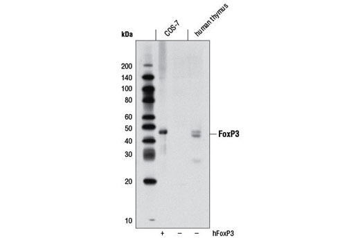 Western blot analysis of extracts from COS-7 cells, mock transfected or transfected with human FoxP3, and human thymus, using FoxP3 (D25D4) Rabbit mAb.