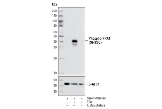 Western blot analysis of extracts from HeLa cells, serum-starved overnight and TPA-stimulated for 4 hours, using Phospho-FRA1 (Ser265) Antibody #3880 (upper) and β-Actin Antibody #4967 (lower). Antibody phospho-specificity is shown by treating lysates with λ phosphatase.