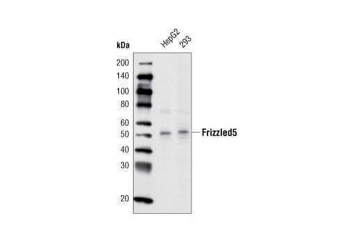 Western blot analysis of extracts from HepG2 and 293 cells using Frizzled5 (D2H2) RmAb.