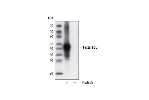 Western blot analysis of extracts from COS cells, mock transfected or transfected with human Frizzled5, using Frizzled5 (D2H2) RmAb.