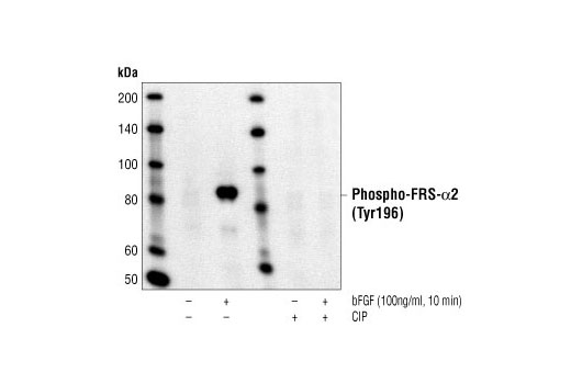 Western blot analysis of extracts from NIH/3T3 cells, untreated or stimulated with bFGF and/or treated with calf intestinal phosphatase (CIP) as indicated, using Phospho-FRS2-alpha (Tyr196) Antibody.