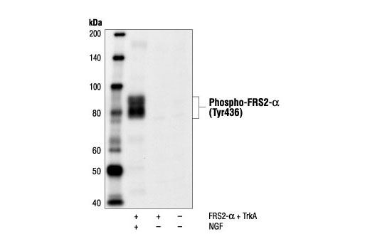 Western blot analysis of extracts from COS cells cotransfected with human FRS2-alpha and rat TrkA, untreated or NGF-stimulated, using Phospho-FRS2-alpha (Tyr436) Antibody. (Cell lysates provided by Dr. Susan Meakin, Robarts Research Institute, London, Ontario.)