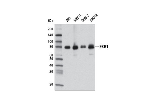 Western blot analysis of extracts from various cell lines using FXR1 (D10A2) XP ® Rabbit mAb.