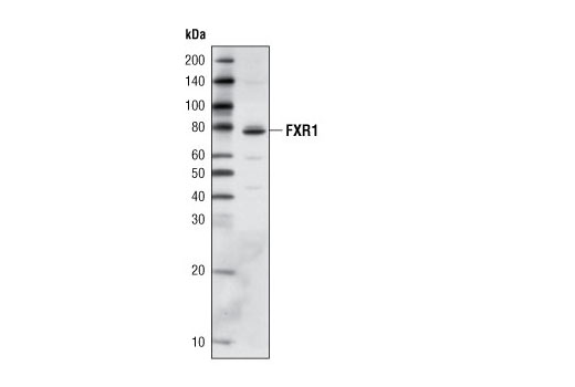 Western blot analysis of extracts from C2C12 cells using FXR1 (L662) Antibody.