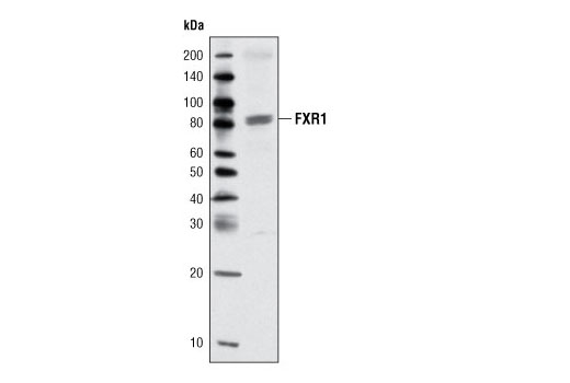 Western blot analysis of extracts from mouse skeletal muscle using FXR1 (L662) Antibody.