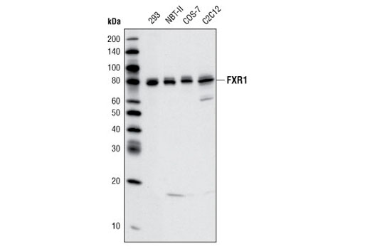Western blot analysis of various cell lines using FXR1 Antibody.