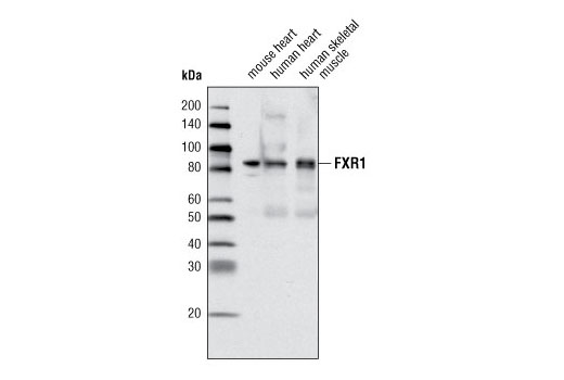 Western blot analysis of extracts from mouse heart, human heart and human skeletal muscle tissue using FXR1 Antibody.