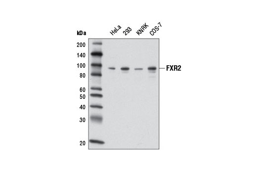 Western blot analysis of extracts from various cell lines using FXR2 (D85D6) Rabbit mAb.