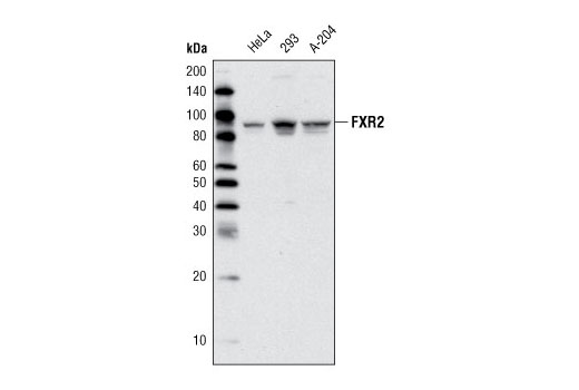 Western blot analysis of HeLa, 293 and A-204 cells using FXR2 Antibody.