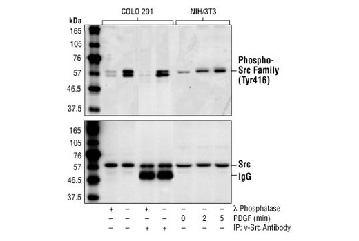 Western blot analysis of extracts from serum-starved COLO 201 cells, v-Src antibody immunoprecipitates from COLO 201 cells and PDGF-treated NIH/3T3 cells, treated with lambda phosphatase as indicated, using Phospho-Src (Tyr416) Antibody (upper) or v-Src antibody (lower).