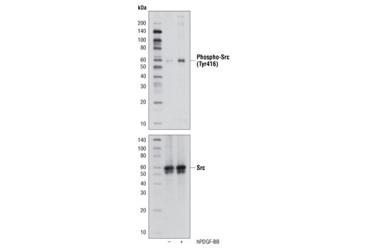 Western blot analysis of extracts NIH/3T3 cells, serum-starved or treated with human Platelet-Derived Growth Factor BB hPDGF-BB #8912 (100 ng/ml, 15 min), using Phospho-Src Family (Tyr416) (D49G4) Rabbit mAb (upper) or Src (36D10) Rabbit mAb #2109 (lower).