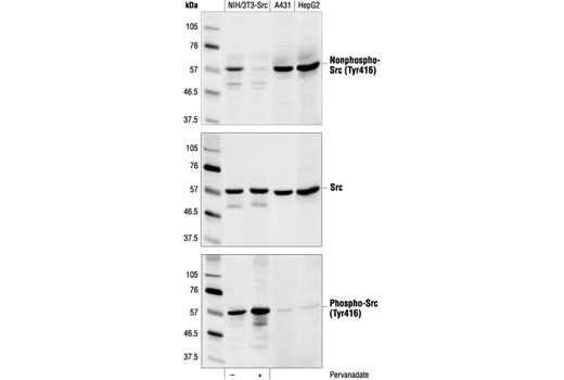 Western blot analysis of extracts from pervanadate-treated (1 mM for 5 minutes) NIH/3T3 cells that have been stably transfected with a constitutively active form of Src (in which the regulatory tyrosine 527 residue has been mutated to phenylalanine), A431 cells and HepG2 cells, using Non-phospho-Src (Tyr416) (7G9 ) Mouse mAb (top), v-Src antibody (middle) or Phospho-Src (Tyr416) Antibody #2101 (bottom).