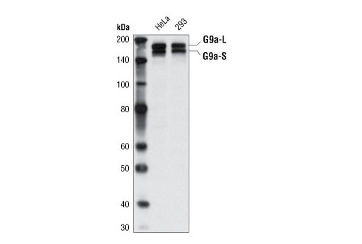 Western blot analysis of extracts from HeLa and 293 cells using G9a/EHMT2 (C6H3) Rabbit mAb.