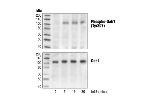 Western blot analysis of extracts from HEK293 cells, untreated or treated with In1B for indicated times, using Phospho-Gab1 (Tyr307) Antibody (upper) or Gab1 Antibody #3232 (lower).