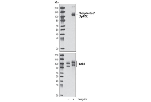Western blot analysis of cell extracts from T47D cells, untreated or stimulated with heregulin, using Phospho-Gab1 (Tyr627) (C32H2) Rabbit mAb (upper) or Gab1 Antibody #3232 (lower).