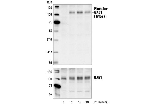 Western blot analysis of extracts from HEK293 cells, untreated or treated with In1B for the indicated times, using Phospho-Gab1 (Tyr627) Antibody (upper) or Gab1 Antibody #3232 (lower).