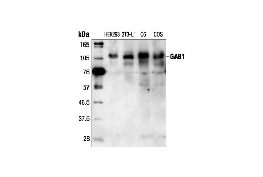 Western blot analysis of extracts from HEK293, 3T3-L1, C6 and COS cells, using Gab1 Antibody.