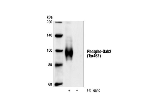 Western blot analysis of extracts from BaF3 cells, untreated or treated with Flt3 ligand, using Phospho-Gab2 (Tyr452) Antibody.