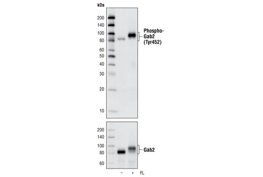 Western blot analysis of extracts from Baf3 cells stably transfected with a construct expressing FLT3, untreated or treated with FLT ligand (FL), using Phospho-Gab2 (Tyr452) (C33G1) Rabbit mAb (upper) or Gab2 (26B6) Rabbit mAb #3239 (lower).