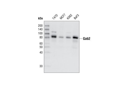 Western blot analysis of cell extracts from various cell lines, using Gab2 (26B6) Rabbit mAb.