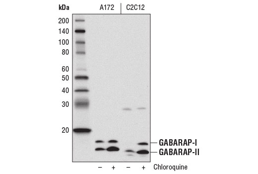 Western blot analysis of A172 and C2C12 cells, untreated (-) or chloroquine-treated (50 μM, overnight; +), using GABARAP (E1J4E) Rabbit mAb.