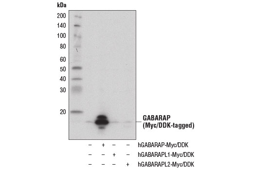Western blot analysis of extracts from 293T cells, mock transfected (-) or transfected with constructs expressing Myc/DDK-tagged full-length human GABARAP (hGABARAP-Myc/DDK; +), human GABARAPL1 (hGABARAPL1-Myc/DDK; +), or human GABARAPL2 (hGABARAPL2-Myc/DDK; +), using GABARAP (E1J4E) Rabbit mAb.