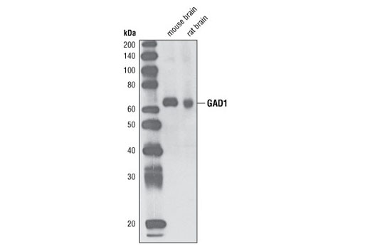Western blot analysis of extracts from mouse and rat brain using GAD1 Antibody.