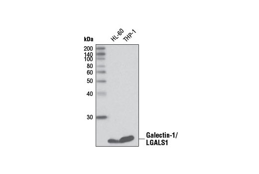 Western blot analysis of extracts from HL-60 and THP-1 cells using Galectin-1/LGALS1 Antibody.