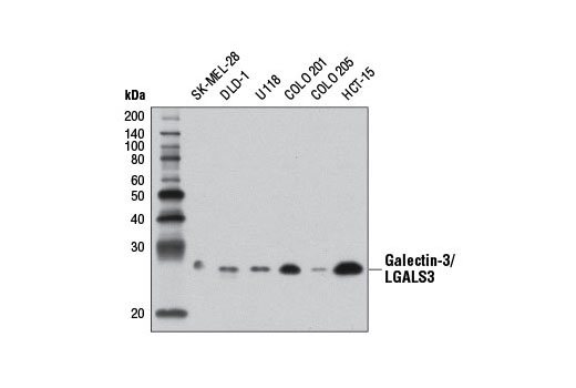Western blot analysis of extracts from various cell lines using Galectin-3/LGALS3 Antibody.