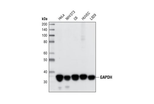 Western blot analysis of extracts from various cell lines using GAPDH (14C10) Rabbit mAb.