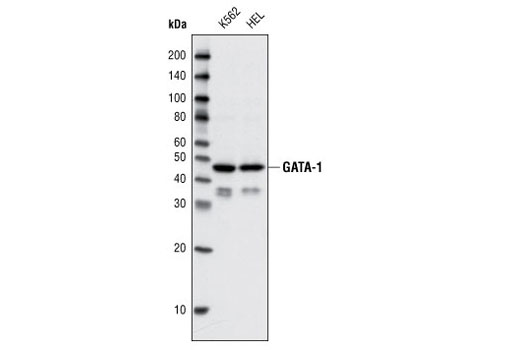 Western blot analysis of total lysates from K562 and HEL cells using GATA-1 Antibody.