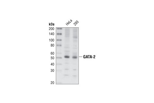 Western blot analysis of extracts from HeLa and 293 cells, using GATA-2 Antibody.