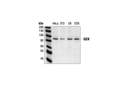 Western blot analysis of extracts from HeLa, NIH/3T3, C6 and COS cells, using GCK Antibody.