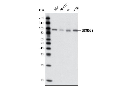 Western blot analysis of extracts from various cell lines using GCN5L2 (C26A10) Rabbit mAb.