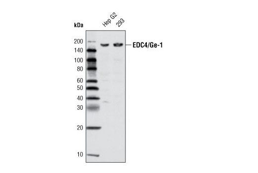 Western blot analysis of extracts from 293 and Hep G2 cells using EDC4/Ge-1 Antibody.