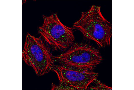 Confocal immunofluorescent analysis of HeLa cells using EDC4/Ge-1 Antibody (green). Actin filaments have been labeled with DY-554 phalloidin (red). Blue pseudocolor= DRAQ5 ® #4084 (fluorescent DNA dye).