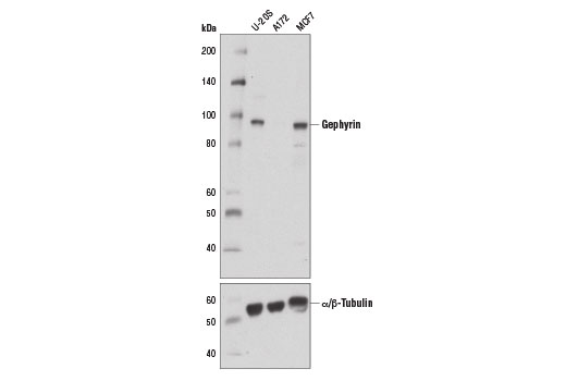 Western blot analysis of extracts from various cell lines using Gephyrin Antibody (upper) and α/β-Tubulin Antibody #2148 (lower). As expected, gephyrin protein expression is not detected in A172 cells.