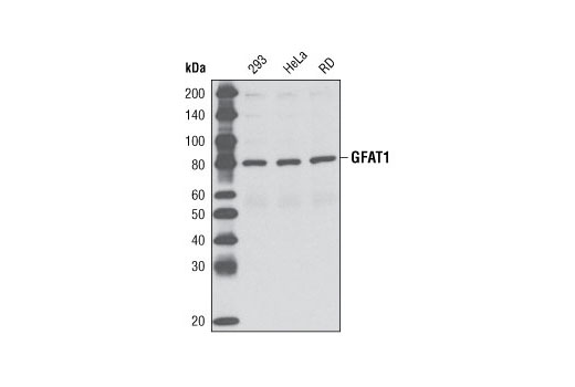 Western blot analysis of extracts from various cell lines using GFAT1 Antibody.