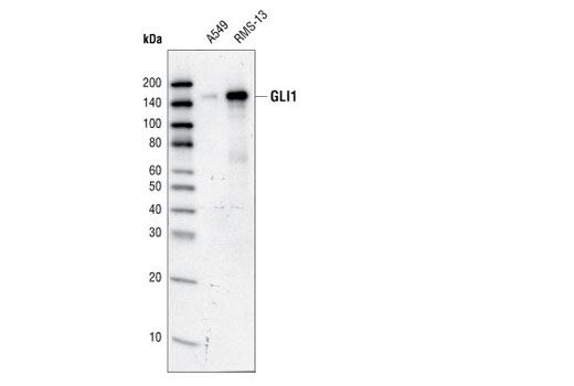 Western blot analysis of total cell lysates from A549 and RMS-13 cells using GLI1 Antibody.