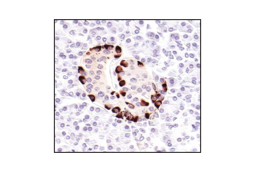Immunohistochemical analysis of paraffin-embedded human pancreas, showing staining of α cells, using Glucagon Antibody.