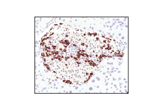 Immunohistochemical analysis of paraffin-embedded mouse pancreas, showing staining of α cells, using Glucagon Antibody.