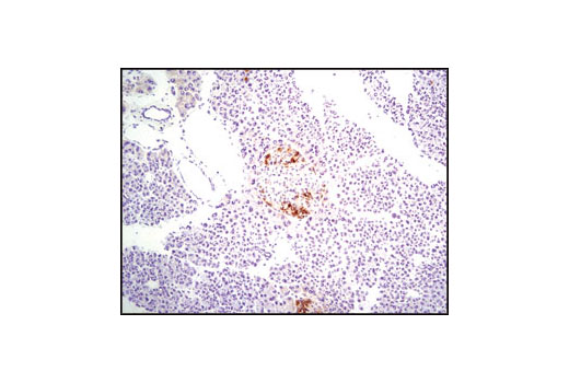 Immunohistochemical analysis of frozen mouse pancreas using Glucagon Antibody.